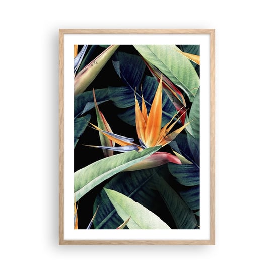 Obraz - Plakat - Płomienne kwiaty tropików - 50x70cm - Strelicja Królewska Kwiat Afryka - Nowoczesny modny obraz Plakat rama jasny dąb ARTTOR ARTTOR