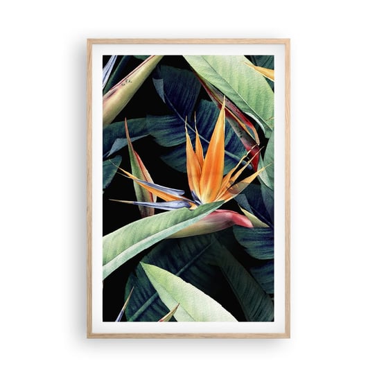 Obraz - Plakat - Płomienne kwiaty tropików - 61x91cm - Strelicja Królewska Kwiat Afryka - Foto Plakaty na ścianę w ramie jasny dąb - Plakat do Salonu Sypialni ARTTOR ARTTOR