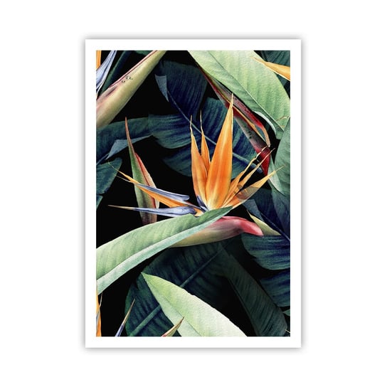 Obraz - Plakat - Płomienne kwiaty tropików - 70x100cm - Strelicja Królewska Kwiat Afryka - Foto Plakaty bez ramy na ścianę do Salonu Sypialni ARTTOR ARTTOR