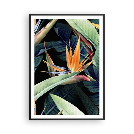 Obraz - Plakat - Płomienne kwiaty tropików - 70x100cm - Strelicja Królewska Kwiat Afryka - Foto Plakaty w ramie koloru czarnego do Salonu Sypialni ARTTOR ARTTOR