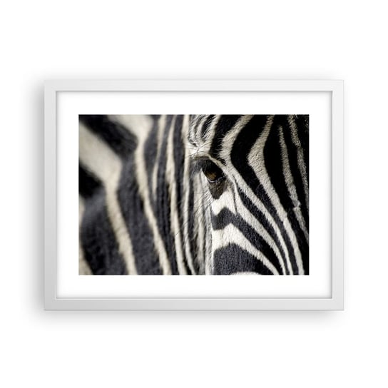 Obraz - Plakat - Portret w paski - 40x30cm - Zwierzęta Zebra Afryka - Foto Plakaty na ścianę w ramie białej - Plakat do Salonu Sypialni ARTTOR ARTTOR