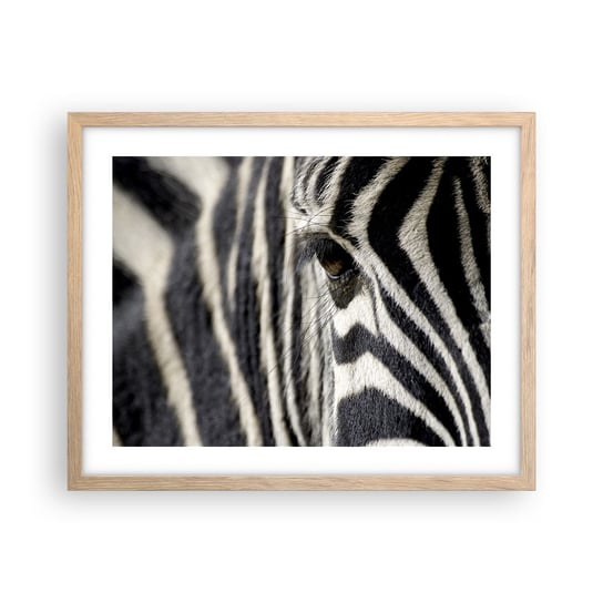Obraz - Plakat - Portret w paski - 50x40cm - Zwierzęta Zebra Afryka - Foto Plakaty w ramie koloru jasny dąb do Salonu Sypialni ARTTOR ARTTOR