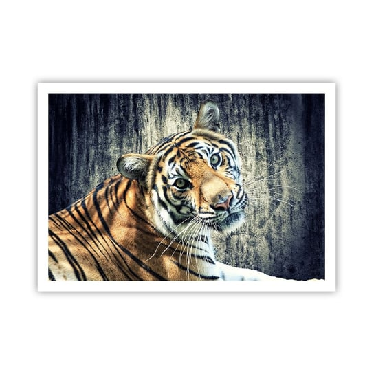 Obraz - Plakat - Portret w strugach światła - 100x70cm - Zwierzęta Tygrys Afryka - Foto Plakaty bez ramy na ścianę do Salonu Sypialni ARTTOR ARTTOR