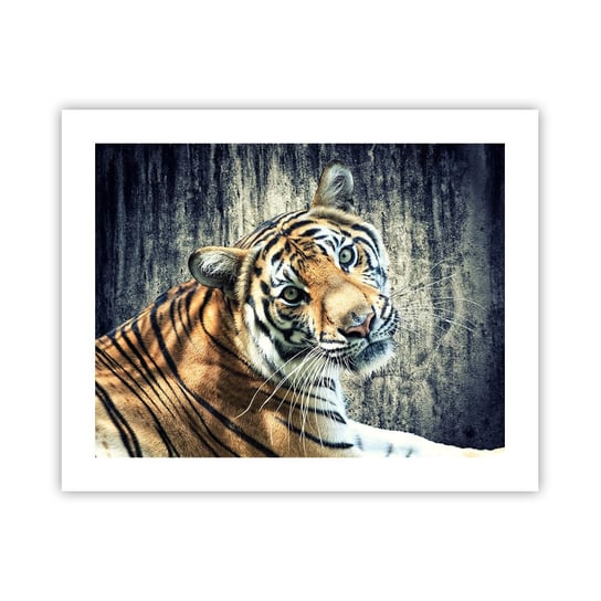 Obraz - Plakat - Portret w strugach światła - 50x40cm - Zwierzęta Tygrys Afryka - Foto Plakaty bez ramy do Salonu Sypialni ARTTOR ARTTOR