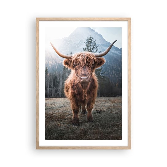 Obraz - Plakat - Pozdrowienia z górskiej łąki - 50x70cm - Góry Szkocka Krowa Pastwisko - Nowoczesny modny obraz Plakat rama jasny dąb ARTTOR ARTTOR