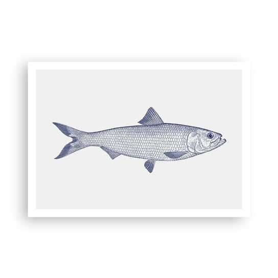 Obraz - Plakat - Pozdrowienia z północnych mórz - 100x70cm - Ryba Zwierzę Morskie Styl Nadmorski - Foto Plakaty bez ramy na ścianę do Salonu Sypialni ARTTOR ARTTOR