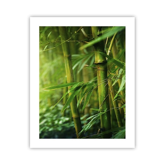 Obraz - Plakat - Poznać zieleń samą w sobie - 40x50cm - Roślina Bambus Dżungla - Foto Plakaty bez ramy do Salonu Sypialni ARTTOR ARTTOR