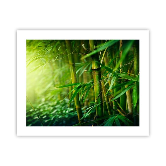 Obraz - Plakat - Poznać zieleń samą w sobie - 50x40cm - Roślina Bambus Dżungla - Foto Plakaty bez ramy do Salonu Sypialni ARTTOR ARTTOR