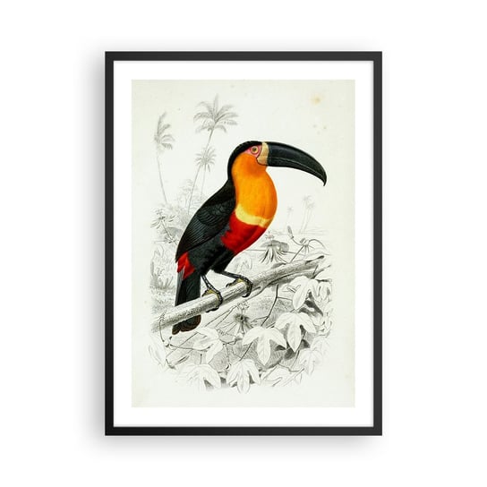 Obraz - Plakat - Ptasie barwy - 50x70cm - Ptak Rysunek Klasycyzm - Nowoczesny modny obraz Plakat czarna rama ARTTOR ARTTOR