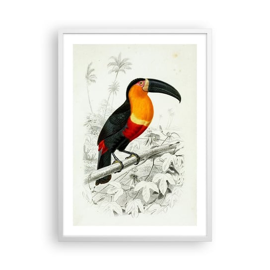 Obraz - Plakat - Ptasie barwy - 50x70cm - Ptak Rysunek Klasycyzm - Nowoczesny modny obraz Plakat rama biała ARTTOR ARTTOR