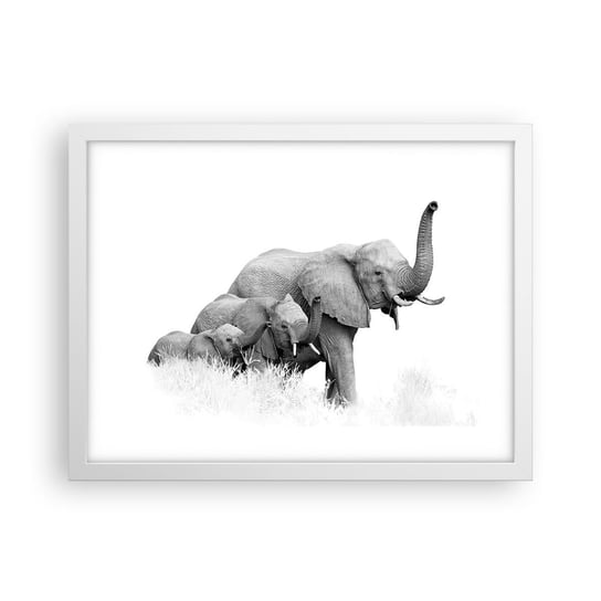 Obraz - Plakat - Raz, dwa, trzy - 40x30cm - Zwierzęta Słoń Czarno-Biały - Foto Plakaty na ścianę w ramie białej - Plakat do Salonu Sypialni ARTTOR ARTTOR