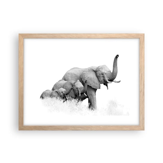 Obraz - Plakat - Raz, dwa, trzy - 40x30cm - Zwierzęta Słoń Czarno-Biały - Foto Plakaty na ścianę w ramie jasny dąb - Plakat do Salonu Sypialni ARTTOR ARTTOR