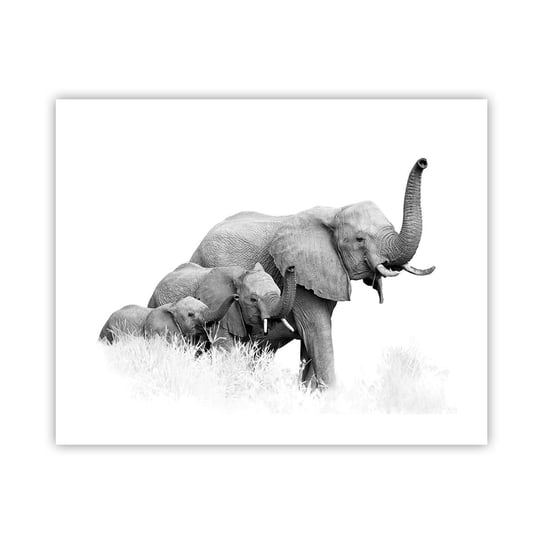 Obraz - Plakat - Raz, dwa, trzy - 50x40cm - Zwierzęta Słoń Czarno-Biały - Foto Plakaty bez ramy do Salonu Sypialni ARTTOR ARTTOR