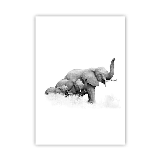 Obraz - Plakat - Raz, dwa, trzy - 70x100cm - Zwierzęta Słoń Czarno-Biały - Foto Plakaty bez ramy na ścianę do Salonu Sypialni ARTTOR ARTTOR