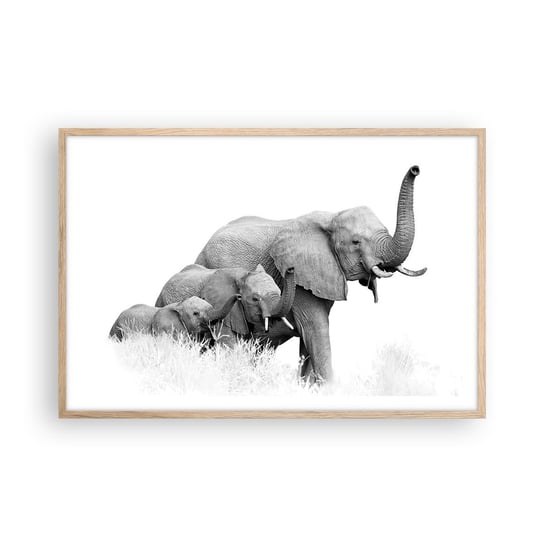 Obraz - Plakat - Raz, dwa, trzy - 91x61cm - Zwierzęta Słoń Czarno-Biały - Foto Plakaty na ścianę w ramie jasny dąb - Plakat do Salonu Sypialni ARTTOR ARTTOR