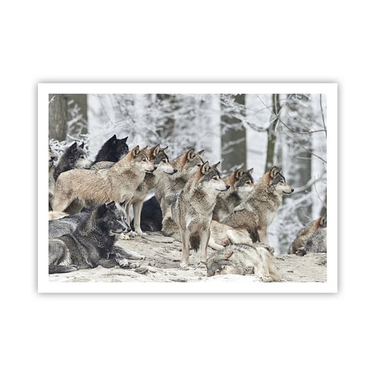 Obraz - Plakat - Rodzina i przyjaciele - 100x70cm - Wataha Wilków Wilki Zwierzęta - Foto Plakaty bez ramy na ścianę do Salonu Sypialni ARTTOR ARTTOR