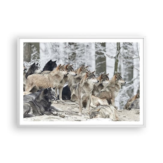 Obraz - Plakat - Rodzina i przyjaciele - 100x70cm - Wataha Wilków Wilki Zwierzęta - Foto Plakaty w ramie koloru białego do Salonu Sypialni ARTTOR ARTTOR