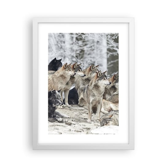 Obraz - Plakat - Rodzina i przyjaciele - 30x40cm - Wataha Wilków Wilki Zwierzęta - Foto Plakaty na ścianę w ramie białej - Plakat do Salonu Sypialni ARTTOR ARTTOR