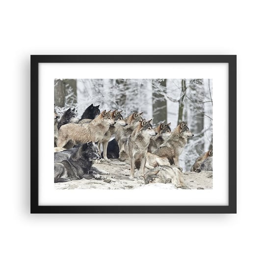 Obraz - Plakat - Rodzina i przyjaciele - 40x30cm - Wataha Wilków Wilki Zwierzęta - Foto Plakaty na ścianę w czarnej ramie - Plakat do Salonu Sypialni ARTTOR ARTTOR