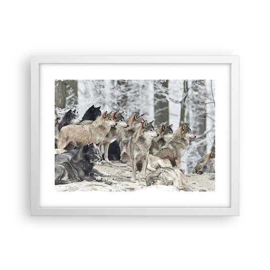 Obraz - Plakat - Rodzina i przyjaciele - 40x30cm - Wataha Wilków Wilki Zwierzęta - Foto Plakaty na ścianę w ramie białej - Plakat do Salonu Sypialni ARTTOR ARTTOR
