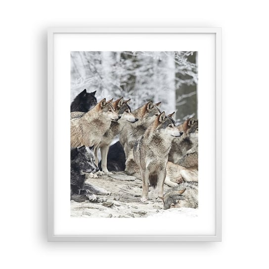 Obraz - Plakat - Rodzina i przyjaciele - 40x50cm - Wataha Wilków Wilki Zwierzęta - Foto Plakaty w ramie koloru białego do Salonu Sypialni ARTTOR ARTTOR