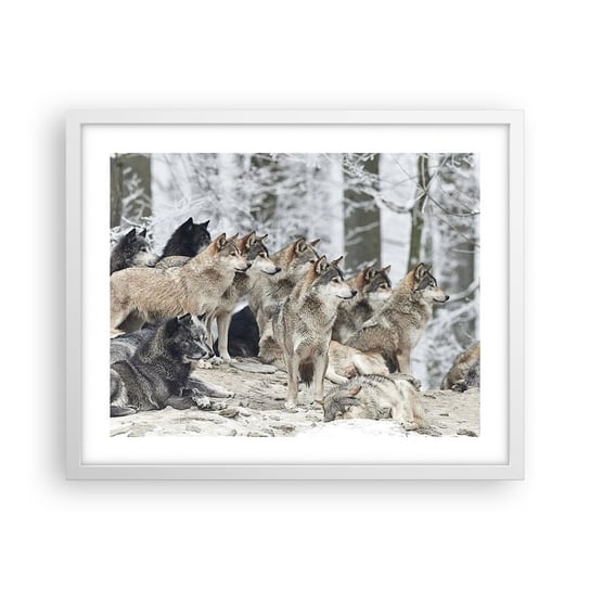 Obraz - Plakat - Rodzina i przyjaciele - 50x40cm - Wataha Wilków Wilki Zwierzęta - Foto Plakaty w ramie koloru białego do Salonu Sypialni ARTTOR ARTTOR