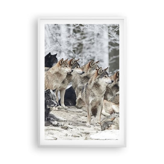 Obraz - Plakat - Rodzina i przyjaciele - 61x91cm - Wataha Wilków Wilki Zwierzęta - Foto Plakaty na ścianę w ramie białej - Plakat do Salonu Sypialni ARTTOR ARTTOR