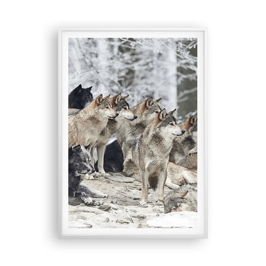 Obraz - Plakat - Rodzina i przyjaciele - 70x100cm - Wataha Wilków Wilki Zwierzęta - Foto Plakaty w ramie koloru białego do Salonu Sypialni ARTTOR ARTTOR