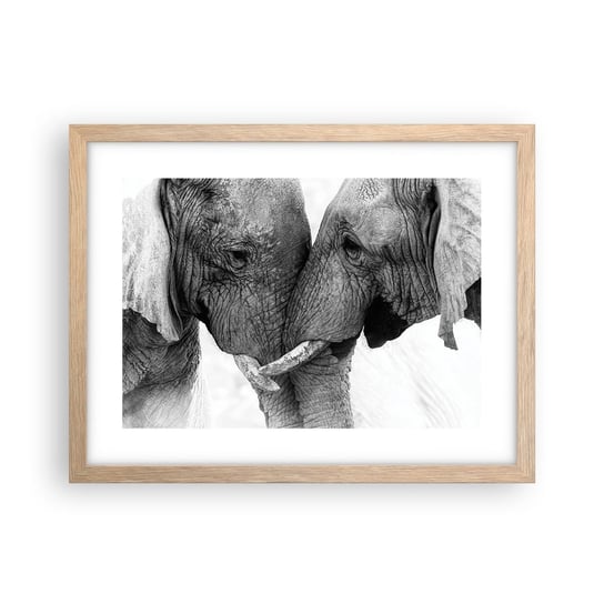 Obraz - Plakat - Serdeczne wyznanie - 40x30cm - Słoń Zwierzęta Afryka - Foto Plakaty na ścianę w ramie jasny dąb - Plakat do Salonu Sypialni ARTTOR ARTTOR