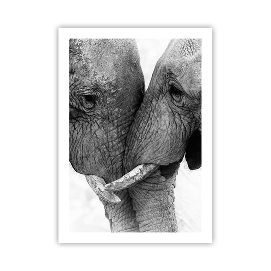 Obraz - Plakat - Serdeczne wyznanie - 50x70cm - Słoń Zwierzęta Afryka - Nowoczesny modny obraz Plakat bez ramy do Salonu Sypialni ARTTOR ARTTOR