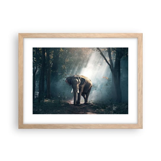 Obraz - Plakat - Spokojna przechadzka - 40x30cm - Zwierzęta Słoń Dżungla - Foto Plakaty na ścianę w ramie jasny dąb - Plakat do Salonu Sypialni ARTTOR ARTTOR