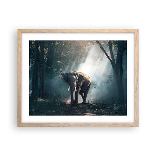 Obraz - Plakat - Spokojna przechadzka - 50x40cm - Zwierzęta Słoń Dżungla - Foto Plakaty w ramie koloru jasny dąb do Salonu Sypialni ARTTOR ARTTOR