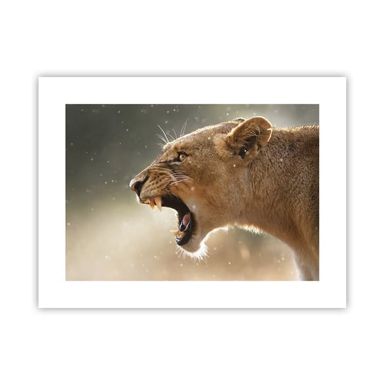 Obraz - Plakat - Spróbuj nie posłuchać - 40x30cm - Zwierzęta Lew Afryka - Foto Plakaty na ścianę bez ramy - Plakat do Salonu Sypialni ARTTOR ARTTOR