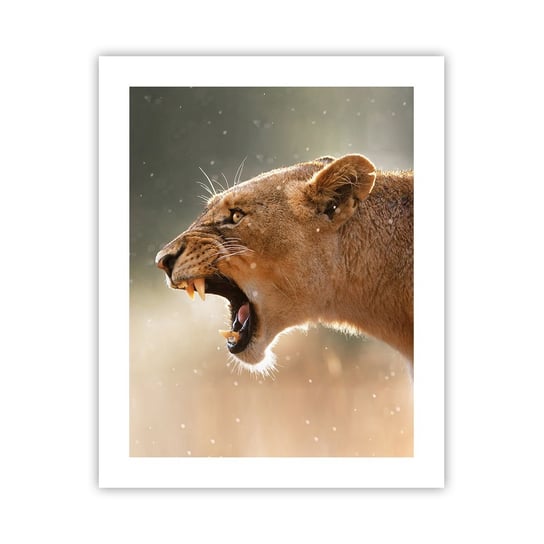 Obraz - Plakat - Spróbuj nie posłuchać - 40x50cm - Zwierzęta Lew Afryka - Foto Plakaty bez ramy do Salonu Sypialni ARTTOR ARTTOR