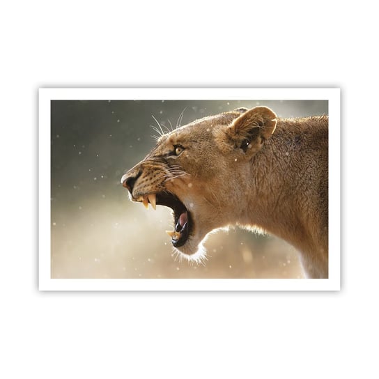 Obraz - Plakat - Spróbuj nie posłuchać - 91x61cm - Zwierzęta Lew Afryka - Foto Plakaty na ścianę bez ramy - Plakat do Salonu Sypialni ARTTOR ARTTOR