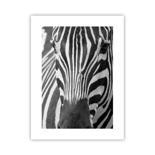 Obraz - Plakat - Świat jest czarno-biały - 30x40cm - Zwierzęta Zebra Czarno-Biały - Foto Plakaty na ścianę bez ramy - Plakat do Salonu Sypialni ARTTOR ARTTOR
