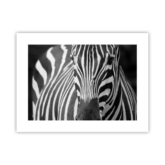 Obraz - Plakat - Świat jest czarno-biały - 40x30cm - Zwierzęta Zebra Czarno-Biały - Foto Plakaty na ścianę bez ramy - Plakat do Salonu Sypialni ARTTOR ARTTOR