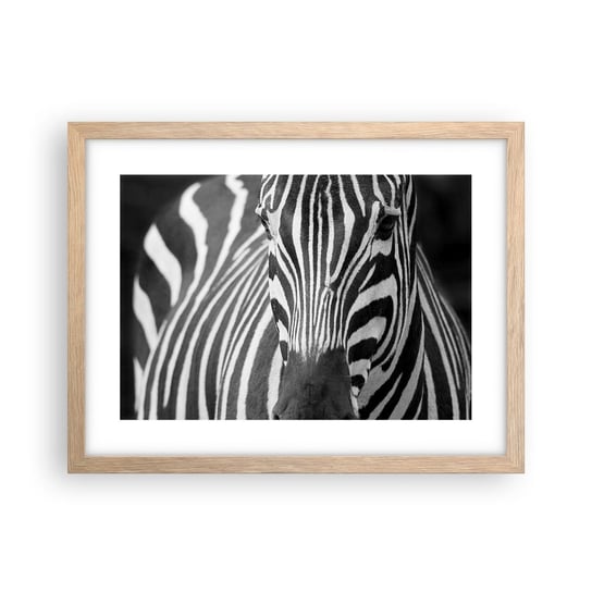 Obraz - Plakat - Świat jest czarno-biały - 40x30cm - Zwierzęta Zebra Czarno-Biały - Foto Plakaty na ścianę w ramie jasny dąb - Plakat do Salonu Sypialni ARTTOR ARTTOR