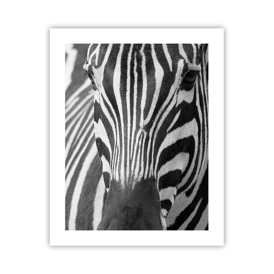Obraz - Plakat - Świat jest czarno-biały - 40x50cm - Zwierzęta Zebra Czarno-Biały - Foto Plakaty bez ramy do Salonu Sypialni ARTTOR ARTTOR