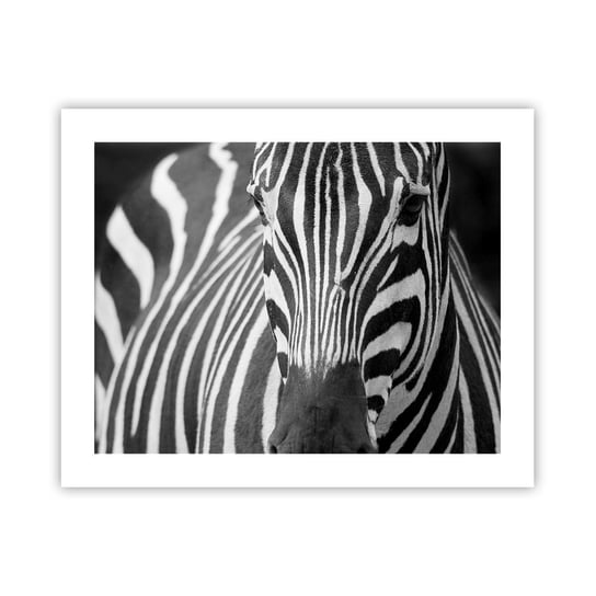 Obraz - Plakat - Świat jest czarno-biały - 50x40cm - Zwierzęta Zebra Czarno-Biały - Foto Plakaty bez ramy do Salonu Sypialni ARTTOR ARTTOR