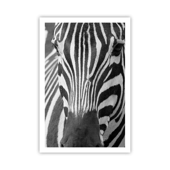 Obraz - Plakat - Świat jest czarno-biały - 61x91cm - Zwierzęta Zebra Czarno-Biały - Foto Plakaty na ścianę bez ramy - Plakat do Salonu Sypialni ARTTOR ARTTOR