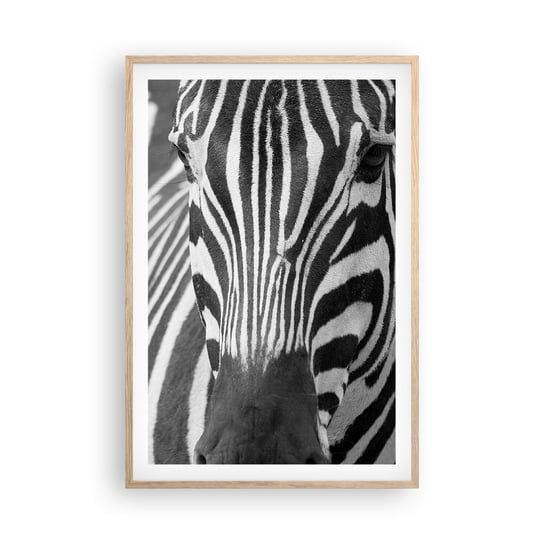 Obraz - Plakat - Świat jest czarno-biały - 61x91cm - Zwierzęta Zebra Czarno-Biały - Foto Plakaty na ścianę w ramie jasny dąb - Plakat do Salonu Sypialni ARTTOR ARTTOR