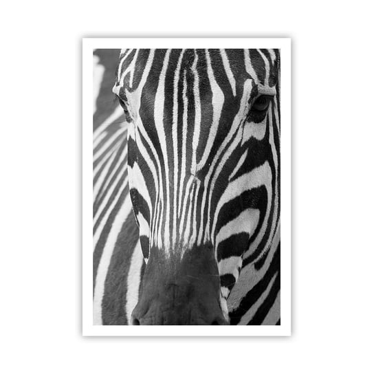 Obraz - Plakat - Świat jest czarno-biały - 70x100cm - Zwierzęta Zebra Czarno-Biały - Foto Plakaty bez ramy na ścianę do Salonu Sypialni ARTTOR ARTTOR