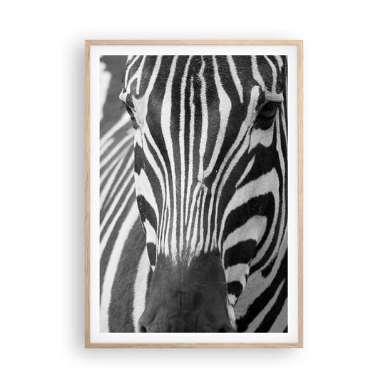 Obraz - Plakat - Świat jest czarno-biały - 70x100cm - Zwierzęta Zebra Czarno-Biały - Foto Plakaty w ramie koloru jasny dąb do Salonu Sypialni ARTTOR ARTTOR