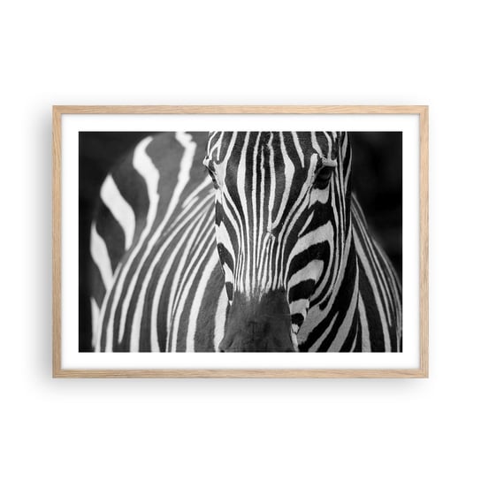 Obraz - Plakat - Świat jest czarno-biały - 70x50cm - Zwierzęta Zebra Czarno-Biały - Nowoczesny modny obraz Plakat rama jasny dąb ARTTOR ARTTOR