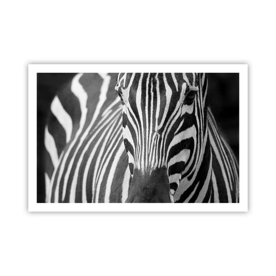 Obraz - Plakat - Świat jest czarno-biały - 91x61cm - Zwierzęta Zebra Czarno-Biały - Foto Plakaty na ścianę bez ramy - Plakat do Salonu Sypialni ARTTOR ARTTOR