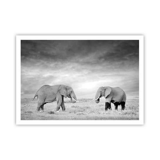 Obraz - Plakat - Szare jest piękne - 100x70cm - Słoń Zwierzęta Safari - Foto Plakaty bez ramy na ścianę do Salonu Sypialni ARTTOR ARTTOR