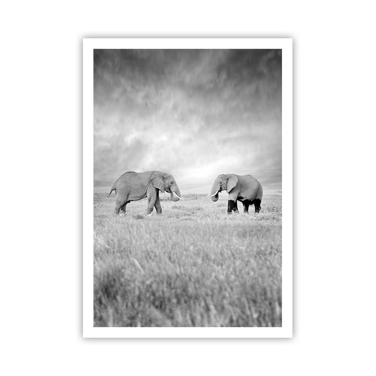 Obraz - Plakat - Szare jest piękne - 70x100cm - Słoń Zwierzęta Safari - Foto Plakaty bez ramy na ścianę do Salonu Sypialni ARTTOR ARTTOR