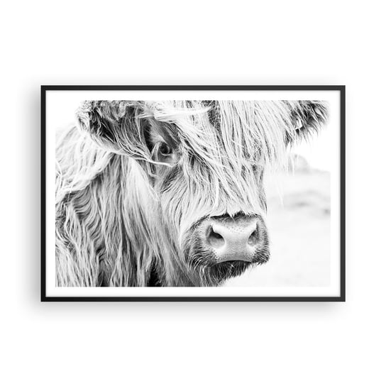 Obraz - Plakat - Szkocka dzikość - 100x70cm - Szkocka Krowa Górska Zwierzęta Czarno-Biały - Foto Plakaty w ramie koloru czarnego do Salonu Sypialni ARTTOR ARTTOR