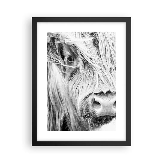 Obraz - Plakat - Szkocka dzikość - 30x40cm - Szkocka Krowa Górska Zwierzęta Czarno-Biały - Foto Plakaty na ścianę w czarnej ramie - Plakat do Salonu Sypialni ARTTOR ARTTOR